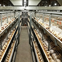Cages à poulets de chair entièrement automatiques en acier galvanisé à chaud, type H, 4 niveaux
