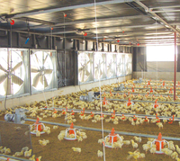 Nouvel Équipement Professionnel pour Élevage Commercial de Poulets de Chair : Cages en Acier pour Poulets