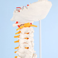 Modelo de Columna Vertebral con Músculos Pintados para Enseñanza y Aprendizaje, Personalizado de Fábrica