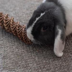 Küçük <span class=keywords><strong>pet</strong></span> hayvan <span class=keywords><strong>pet</strong></span> çiğnemek oyuncak için doğa ilk söğüt Spiral - Product Image 4