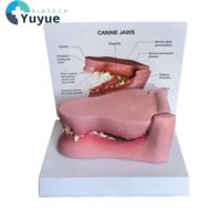 Modelo de Anatomía Dental Canina - Modelo Patológico de Dientes y Mandíbula de Perro para Educación Veterinaria
