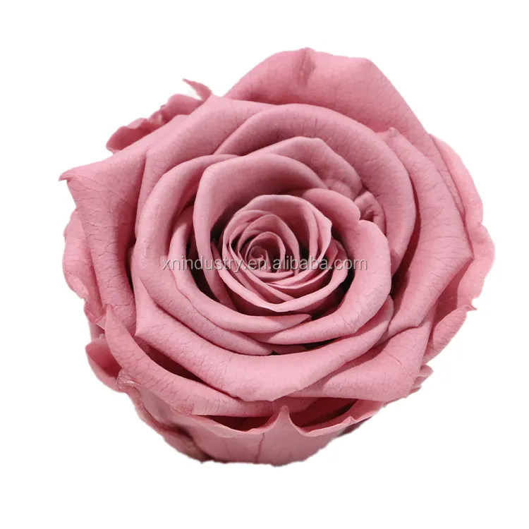 永遠のバラの花永遠に保存されたバラの頭5-6cmロング卸売ナチュラルリアルタッチ
