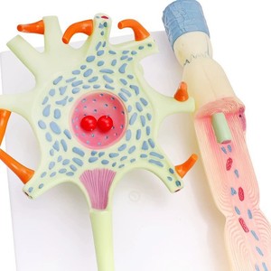 Modè<span class=keywords><strong>le</strong></span> d'amplification des neurones pour l'enseignement de l'anatomie humaine à usage médical, deux parties, structure des fibres nerveuses, anatomie médicale du <span class=keywords><strong>cerveau</strong></span> - Product Image 4