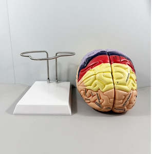 Ciencia Médica - Anatomía Humana - Modelo de 4 Partes del Nervio Cerebral y la Estructura de Zonificación Funcional del Cerebro, Doble del Tamaño Original - Product Image 3