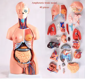Medische Wetenschap Anatomisch Model Menselijke Anatomische Modellen 85Cm Biseksuele Romp Anatomische Modesl Afneembare Model Interne Organen