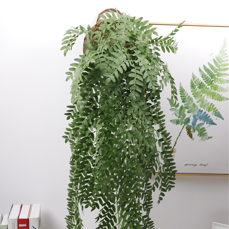 Sophora japonica leaves are green