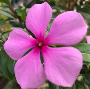 Bieyouth ผงสกัดคาทารานันธีโรเซียส - Product Image 5