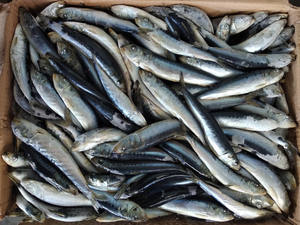 <span class=keywords><strong>ปลา</strong></span>ซาร์ดี<span class=keywords><strong>น</strong></span>สดแช่แข็ง ยี่ห้อ<span class=keywords><strong>เซ</strong></span><span class=keywords><strong>เว่</strong></span><span class=keywords><strong>น</strong></span>สตาร์ รุ่น L101 ขายดี สำหรับทำอาหารกระป๋อง - Product Image 3