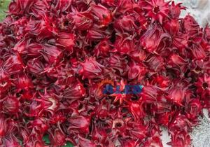 <span class=keywords><strong>Jamaica</strong></span> acedera pitter Palm Core ELIMINACIÓN <span class=keywords><strong>DE</strong></span> azufaifo picadora - Product Image 5