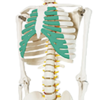 XX-A105IING 85 cm vert modèle de Cage thoracique squelettique humaine outil d'enseignement des sciences médicales pour la démonstration de la maladie