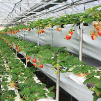 Nouveau bac de culture en PVC haute rigidité pour culture hors sol, garantie 1 an pour la culture de légumes et de fraises