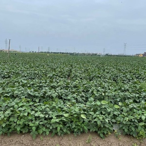 <span class=keywords><strong>Jardin</strong></span> Abeille Argent Noir Weed Uv Plastic Layer <span class=keywords><strong>Anti</strong></span> Grass Pe Mulching <span class=keywords><strong>Film</strong></span> Agricultural Plastic, Mulch <span class=keywords><strong>Film</strong></span> - Product Image 6