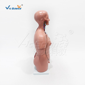 Modelo de órgano humano desmontado, estructura del sistema troncal, 45 cm, tronco hermafrodita, 23 partes, anatomía humana. - Product Image 3