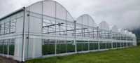 Gebruikt voor thuisgroenteteelt, multi-span landbouwkassen, stalen constructie, plastic kas, te koop.