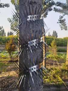 Evite las mordeduras de ratas, arañas, serpientes con alambre de hierro, solución eficaz contra las invasiones de roedores - Product Image 2