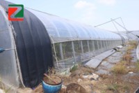 Grande serre agricole solaire en acier galvanisé pour la culture hydroponique de légumes et de fruits - ZhuoTai