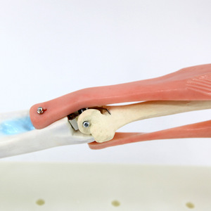 Modèle de mobilité de l'articulation du coude 33220 (modèle de biologie pour les collèges et lycées) - Instrument scientifique et éducatif - - Product Image 1
