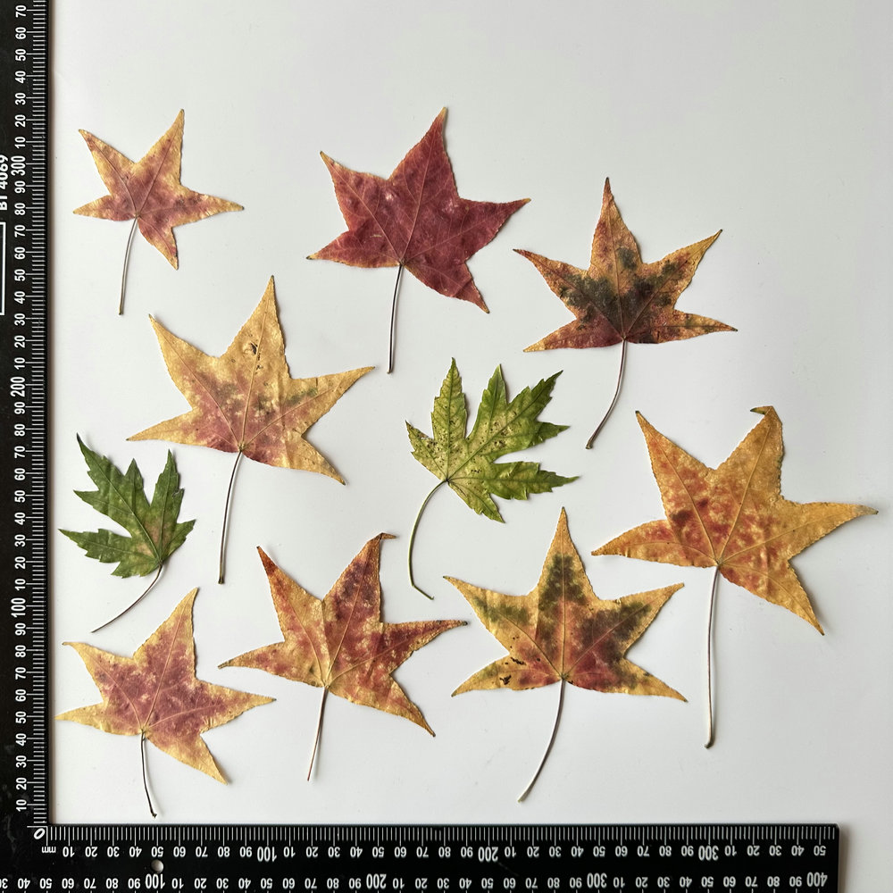 MH445 Mélange de feuilles Sweetgum 1