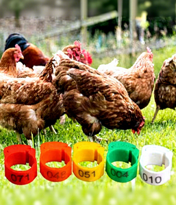 Bagues <span class=keywords><strong>de</strong></span> marquage réglables pour pattes d'oiseaux - Anneaux à clipser pour poulets, canards, <span class=keywords><strong>oies</strong></span> et oiseaux - Product Image 3
