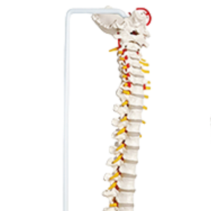 Columna vertebral flexible de alta calidad con pelvis, 85(cm), 85 cm, correa de columna flexible, modelo de pelvis, naturalmente grande - Product Image 3