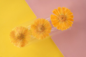Fournitures pour la création de cartes Marigold <span class=keywords><strong>Cosmos</strong></span>, bijoux en résine, fleurs séchées pressées naturelles, écologiques - Product Image 4