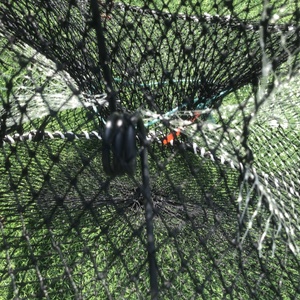 Aquaculture Parapluie flottant à ressort Piège à pêche pliable en nylon enduit de plastique Cage en filet pour crabe, <span class=keywords><strong>crevette</strong></span> et homard - Product Image 6