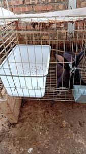 กล่องเพาะพันธุ์กระต่ายพร้อมขอบกันกัดแทะ กล่องทำรังในตัวทำจากพลาสติกสำหรับกรง<span class=keywords><strong>กระต่าย</strong></span> กล่องอุ่นสำหรับกระต่ายตั้งท้อง - Product Image 5