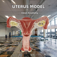 Modèle anatomique de l'utérus et des ovaires féminins humains KyrenMed KR-UM03, utérus normal, ovaires, système reproducteur, science médicale