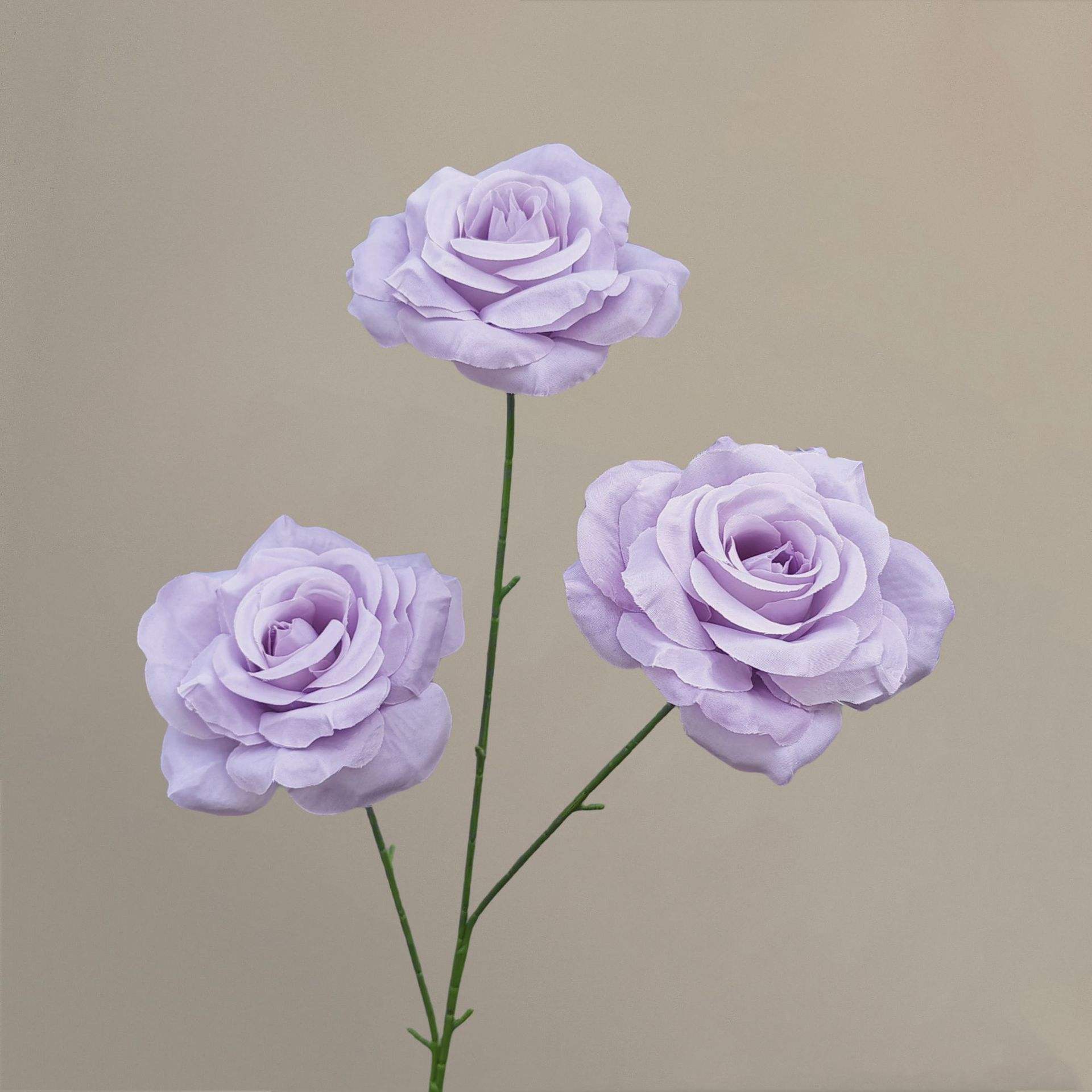 กุหลาบเพชร-สีม่วงอ่อน-66ซม