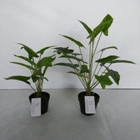 Plante artificielle Arrowhead Vine Variegated Philodendron Syngonium Podophyllum Taro Leaf Faux Bonsai 50cm Décoration de centre de table pour mariage et Pâques