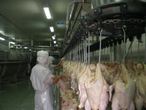 Fournisseur d'usine chinoise de poulet entier congelé, nettoyé sans résidus viscéraux, durée de conservation de 24 mois à prix avantageux - Product Image 6