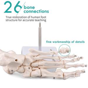 चिकित्सा मानव पैर टखने संयुक्त मॉडल Ligament पैर के साथ कंकाल मॉडल संरचनात्मक मॉडल जीवन आकार - Product Image 3