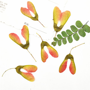 Vermi <span class=keywords><strong>di</strong></span> Acero Essiccati Naturali Pressati per Arte in Resina, Scrapbooking e Nail Art - Product Image 2