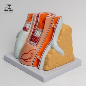 Simulación de arterias y venas humanas con jerarquía vascular ampliada, modelo anatómico cardiovascular - Product Image 3