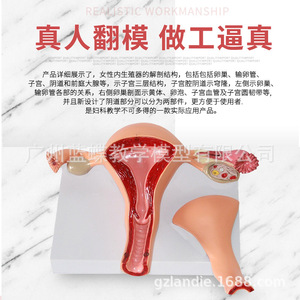 Modèle utérin, organes reproducteurs internes féminins, structure reproductive, modèle gynécologique, modèle d'anatomie utérine, enseignement - Product Image 1
