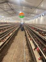 Cage à poules pondeuses de type A, cage d'élevage en structure A pour ferme avicole
