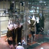Ligne complète d'abattage de bovins et de moutons, équipement de boucherie pour abattoir