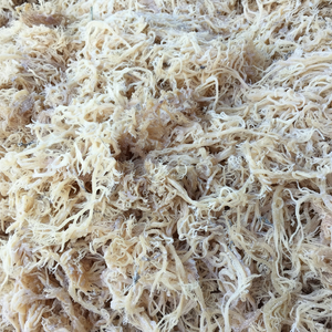 Vietnam Cottonii Seaweed Nimbus Crest Cuts Secado al sol Océano Fresco Uso culinario Suministro a granel Exportación directa Calidad Comercio global Mar - Product Image 1