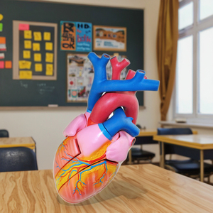 Nhựa tim giải phẫu mô hình cơ quan con người sinh học Giảng Dạy Trình diễn y tế giải thích 5 6 lần - Product Image 3