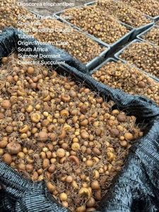 Dioscorea <span class=keywords><strong>Elephantipes</strong></span> authentique cultivée en jardin, tubercule rare, succulente caudiciforme, cadeau pour les amoureux, pour la décoration intérieure, artificielle - Product Image 5