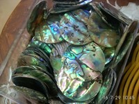 10mm-35mm vert nacre pièce charmant pendentif disque coquille naturelle, utilisé pour la fabrication de bijoux bricolage boucles d'oreilles et colliers