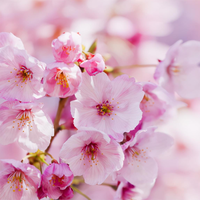 Poudre de fleurs de cerisier pure naturelle en gros, poudre de fleurs de cerisier, poudre de sakura