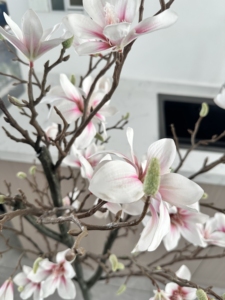 Bán Buôn Trong Nhà Nhân Tạo Cây Nhựa Mộc Lan Cây Nhà Đám Cưới Trang Trí Hoa Trắng Có Thể Tháo Rời Mộc Lan Cây Với Nồi - Product Image 4