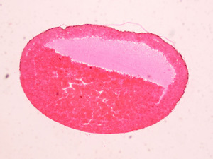 กล้องจุลทรรศน์เตรียมสไลด์ กล้องจุลทรรศน์สัตว์เตรียมสไลด์แมลง 13 ชิ้นชุดใช้ในโรงเรียนมัธยมต้น - Product Image 2