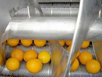 Extracteur d'agrumes essentiels pressés à froid à l'huile d'orange citronnée