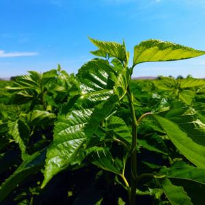 <span class=keywords><strong>Folium</strong></span> <span class=keywords><strong>Mori</strong></span> naturale estratto di foglie di gelso 1-deoxynojirimycin 1% DNJ foglia di gelso polvere - Product Image 4