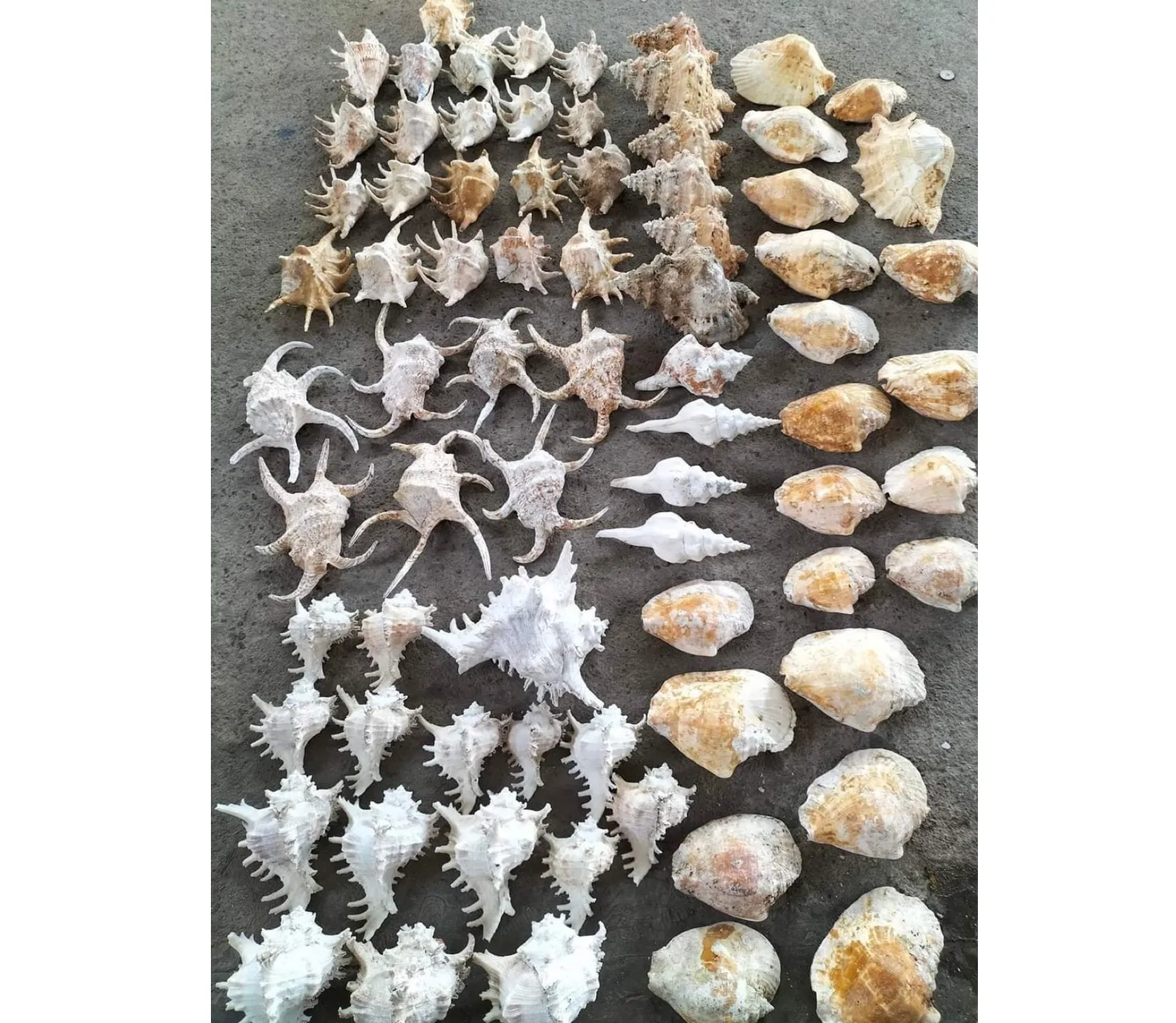 Coquille de mer océan séchée naturelle de haute qualité, divers objets artisanaux de décoration de plage du Vietnam