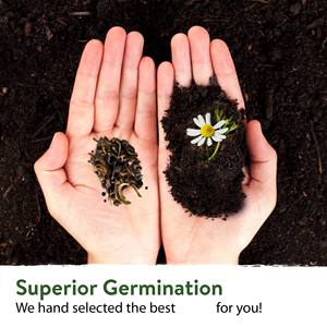 Commerce de gros populaire Home Grown Premium Texas fleur sauvage pour la plantation <span class=keywords><strong>en</strong></span> <span class=keywords><strong>plein</strong></span> air - Product Image 4