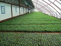 Plateaux pour pépinière, plantes hydroponiques à bas prix, croissance 1020