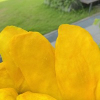 Offre Spéciale OEM Emballage Professionnel Mangue Séchée Non-OGM 300g 500g 1kg Vente en Gros en Vrac Fruits Séchés Processus de Conservation au Sirop